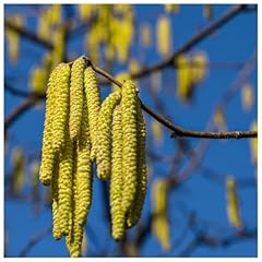 Hazel plants flowering for sale  Delivered anywhere in UK