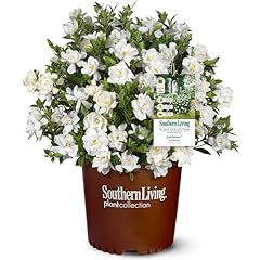 Southern living jublilation for sale  Delivered anywhere in USA 