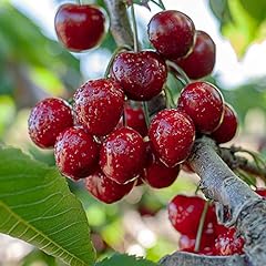 Sweet cherry fruit for sale  Delivered anywhere in UK