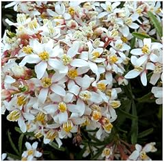Growon shrubs choisya for sale  Delivered anywhere in UK