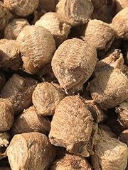 Mantis eggshells extra for sale  Delivered anywhere in USA 