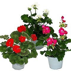 Exotenherz geranien pelargoniu gebraucht kaufen  Wird an jeden Ort in Deutschland