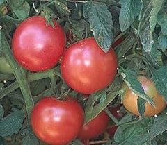 Seed eva sfera usato  Spedito ovunque in Italia 