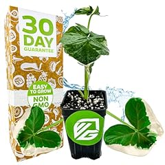 Alocasia mickey mouse for sale  Delivered anywhere in USA 