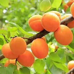 Goldcot apricot tree for sale  Delivered anywhere in USA 