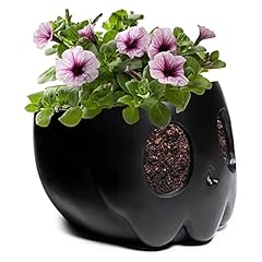 Gute ghost plant for sale  Delivered anywhere in USA 