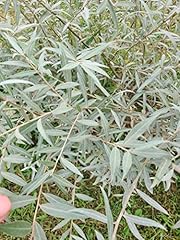 Edelweiss willow tree for sale  Delivered anywhere in USA 