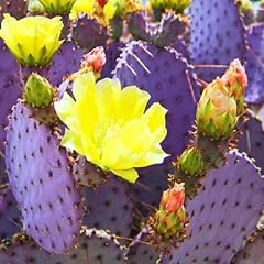 Purple prickly pear for sale  Delivered anywhere in USA 