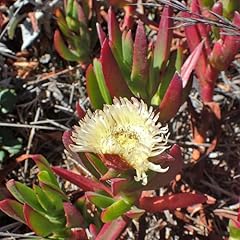 Pianta vera carpobrotus usato  Spedito ovunque in Italia 