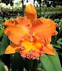 Rlc. cattleya suvarnabhumi for sale  Delivered anywhere in USA 