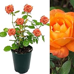 Rose bush orange for sale  Delivered anywhere in UK