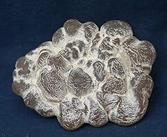 Alligator agate nodule for sale  Delivered anywhere in USA 