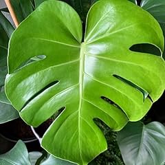 Generic monstera deliciosa for sale  Delivered anywhere in USA 