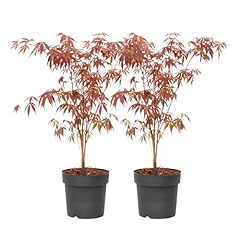 Plant box érables d'occasion  Livré partout en France