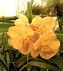 Orchid Vanda Boris x Suksamran Spots for sale  Delivered anywhere in Canada