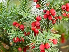 English yew tree for sale  Delivered anywhere in UK