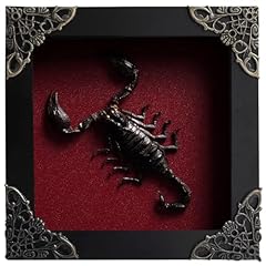 Real scorpion taxidermy for sale  Delivered anywhere in USA 