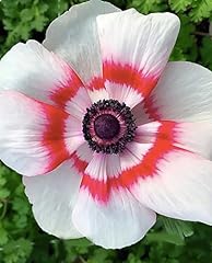 Color anemone monarch for sale  Delivered anywhere in USA 