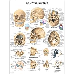 Scientific cranio umano usato  Spedito ovunque in Italia 