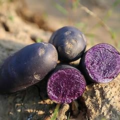 Benoon semi patate usato  Spedito ovunque in Italia 