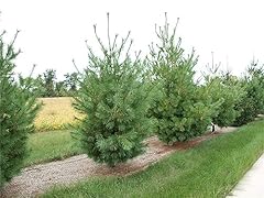 Rare plant tree for sale  Delivered anywhere in USA 
