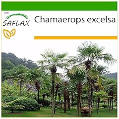 Saflax palmier chanvre d'occasion  Livré partout en France