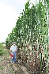 Elephant grass seeds for sale  Delivered anywhere in USA 