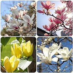 Semi magnolia grandiflora usato  Spedito ovunque in Italia 