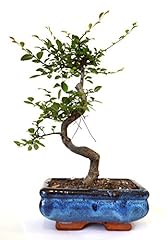 9greenbox chinese elm for sale  Delivered anywhere in USA 