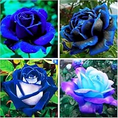 Seed rare rose for sale  Delivered anywhere in USA 