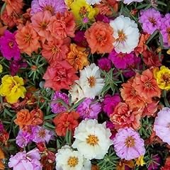Moss rose portulaca for sale  Delivered anywhere in UK