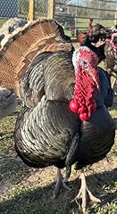 Turkey egg for sale  Delivered anywhere in USA 