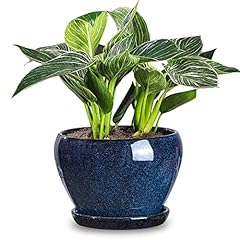 Vicrays ceramic plant for sale  Delivered anywhere in UK