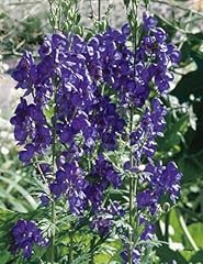 Aconitum henryi spark gebraucht kaufen  Wird an jeden Ort in Deutschland