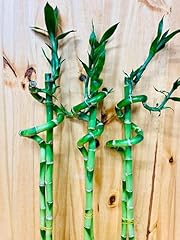 Live lucky bamboo for sale  Delivered anywhere in USA 