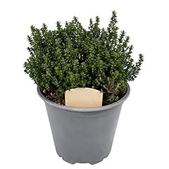 Large thyme plant for sale  Delivered anywhere in UK
