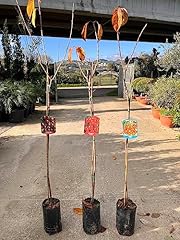 Piante ciliegio piante usato  Spedito ovunque in Italia 