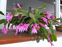 Seeds. 50pcs cactus for sale  Delivered anywhere in UK