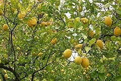 Albero limone sorrento usato  Spedito ovunque in Italia 