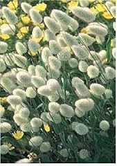 Seed ornamental grass for sale  Delivered anywhere in UK