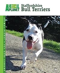 Staffordshire bull terriers d'occasion  Livré partout en France