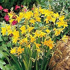 Crocosmia george davidson for sale  Delivered anywhere in USA 