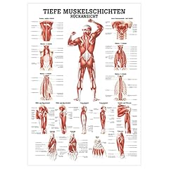 Rüdiger anatomische wandkunst gebraucht kaufen  Wird an jeden Ort in Deutschland