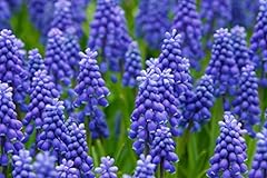 Grape hyacinth bulbs for sale  Delivered anywhere in USA 