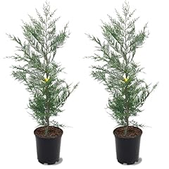 Leyland cypress fast for sale  Delivered anywhere in USA 