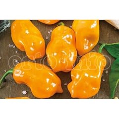 Pianta vera peperoncino usato  Spedito ovunque in Italia 