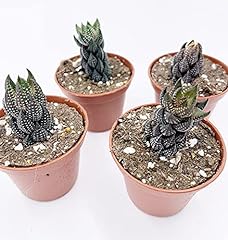 Haworthia pumila african for sale  Delivered anywhere in USA 