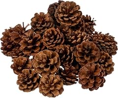 Highly scented cinnamon for sale  Delivered anywhere in USA 
