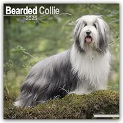 Bearded collie 2025 for sale  Delivered anywhere in UK