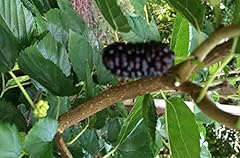 Schwarze maulbeeren collier gebraucht kaufen  Wird an jeden Ort in Deutschland